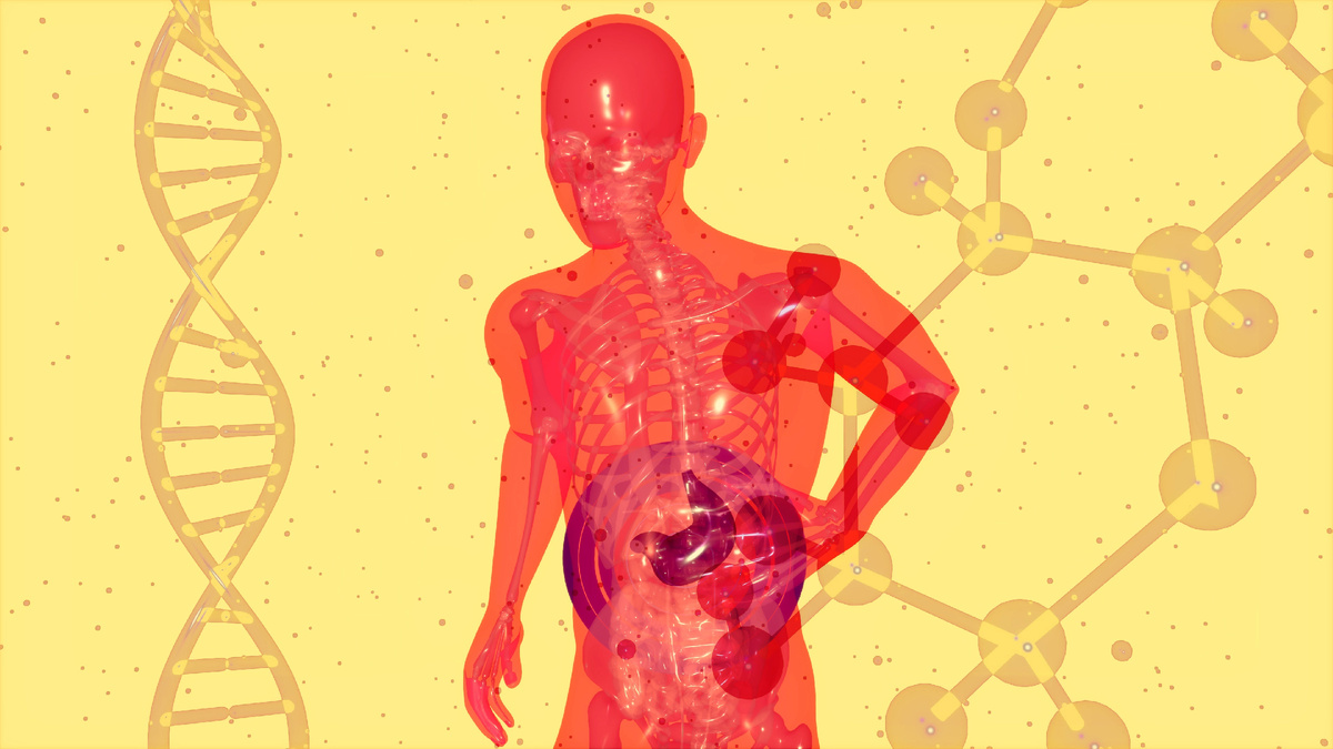 Где обитают симбионты в организме?