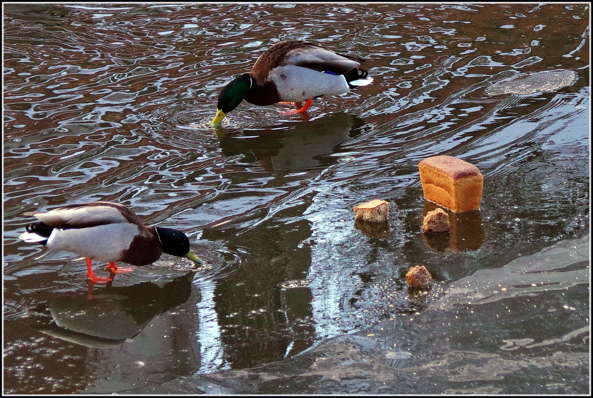 Фото взято из открытых источников