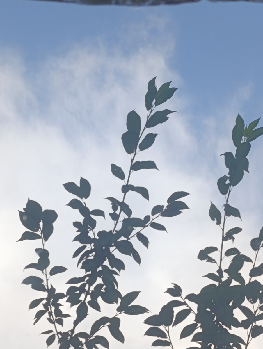 Красота в окне