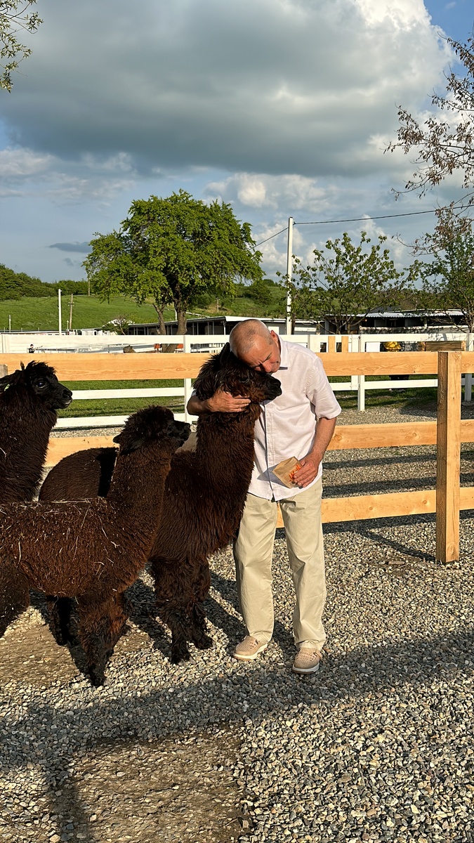 Альпаки на Ферме Альпак 