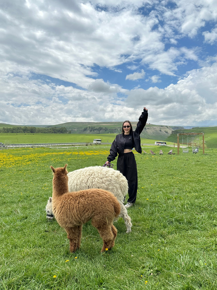 Альпаки на Ферме Альпак 