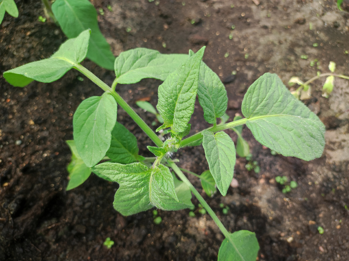 Фото автора, томат Зелёная тайна личинки в теплице, середина мая 2025 года