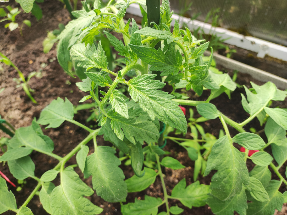 Фото автора, томат Ляна, конец мая 2025 года