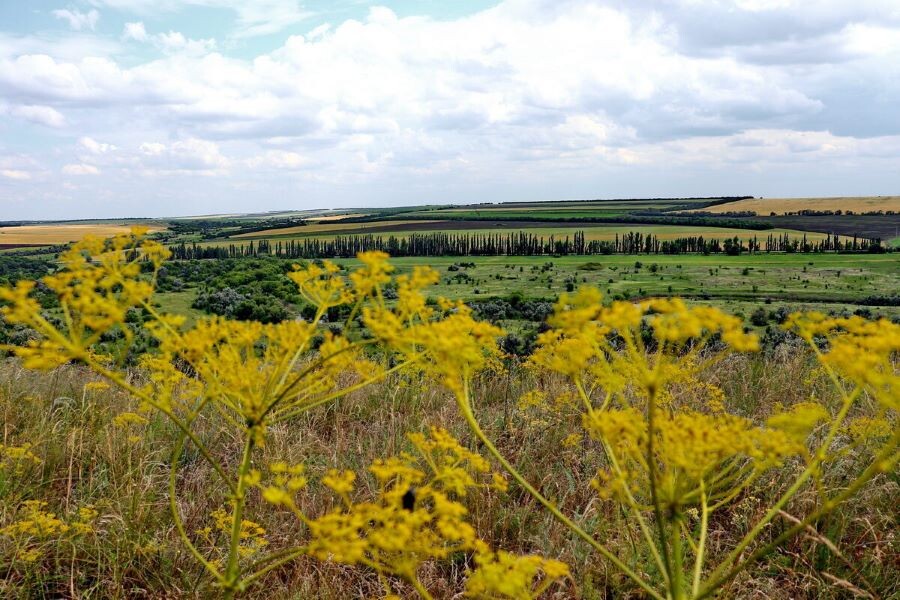    28 июля. Чего не должно быть на столе в День памяти князя Владимира Красное Солнышко Алексеева Наталья