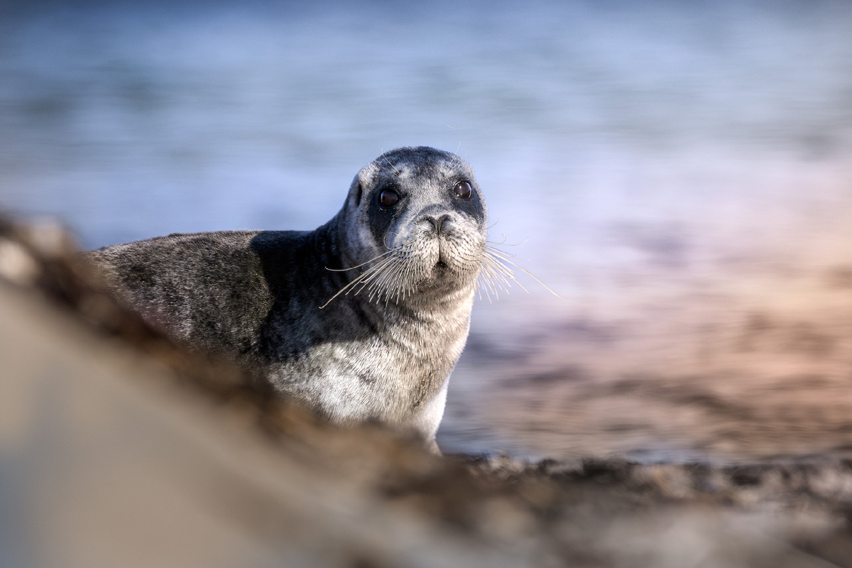 Ну, здравствуйте, будем знакомы - я морской заяц