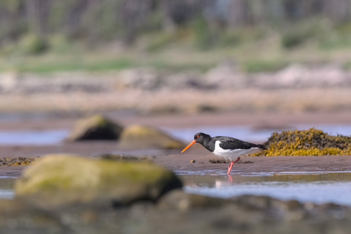 Наша главная перната модель поездки - кулик-сорока (хотя, галстучники очень старались отобрать у него первенство)