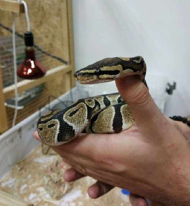 Забытый питон.