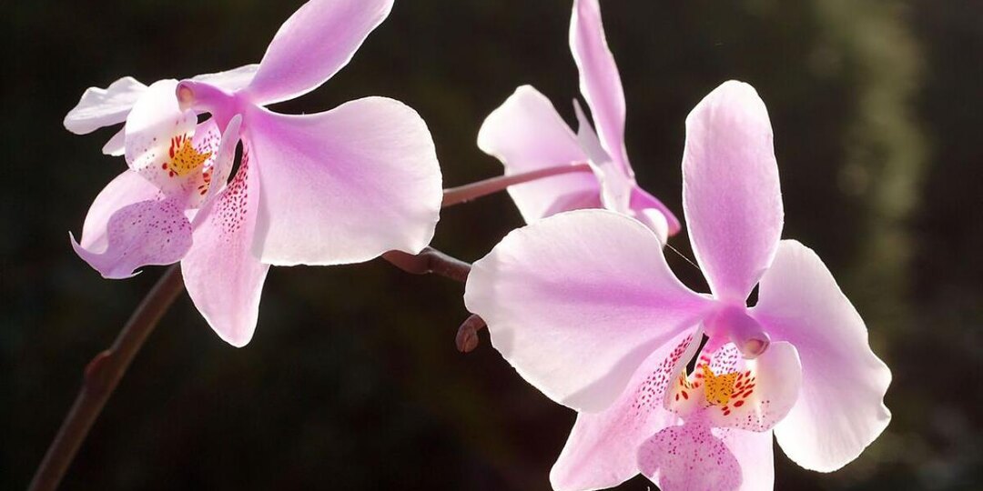 Этот овощ заставляет орхидею проснуться: эликсир, который оживляет даже умирающие орхидеи