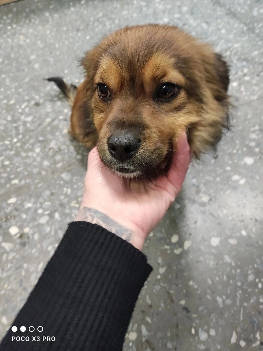 Бим спасался от холода у торговцев в уличных палатках