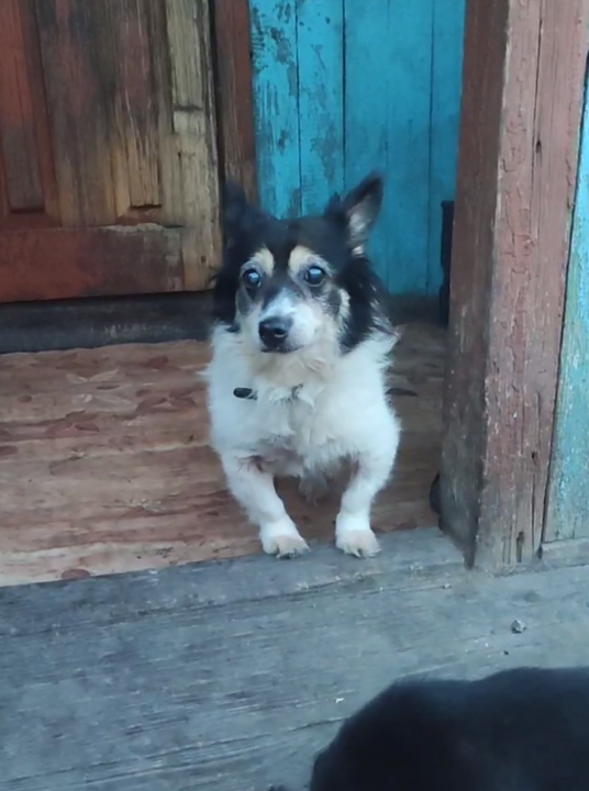 Клёпу нашли лежащей в луже на заправке с огромной опухолью