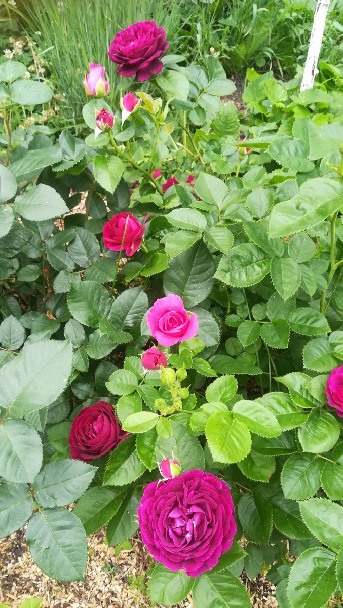 Твайлайт Зоун