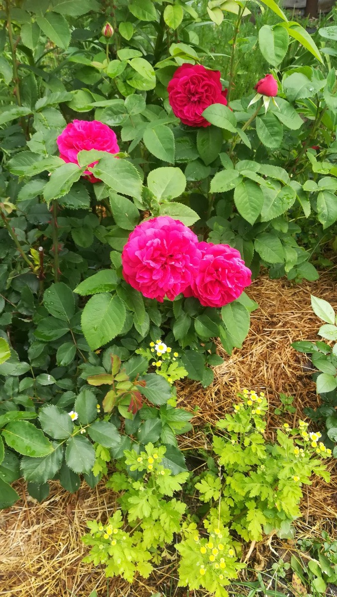 ЛД Бредуэйт