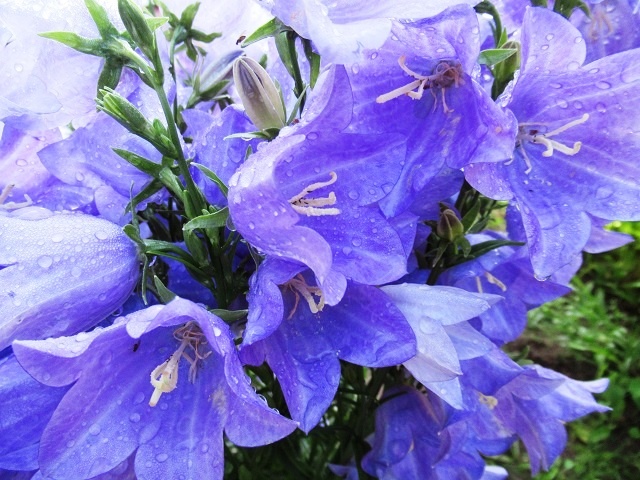 утренняя роса на цветах