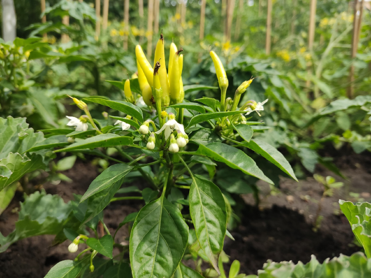 Декоративный перец "Медуза" в открытом грунте