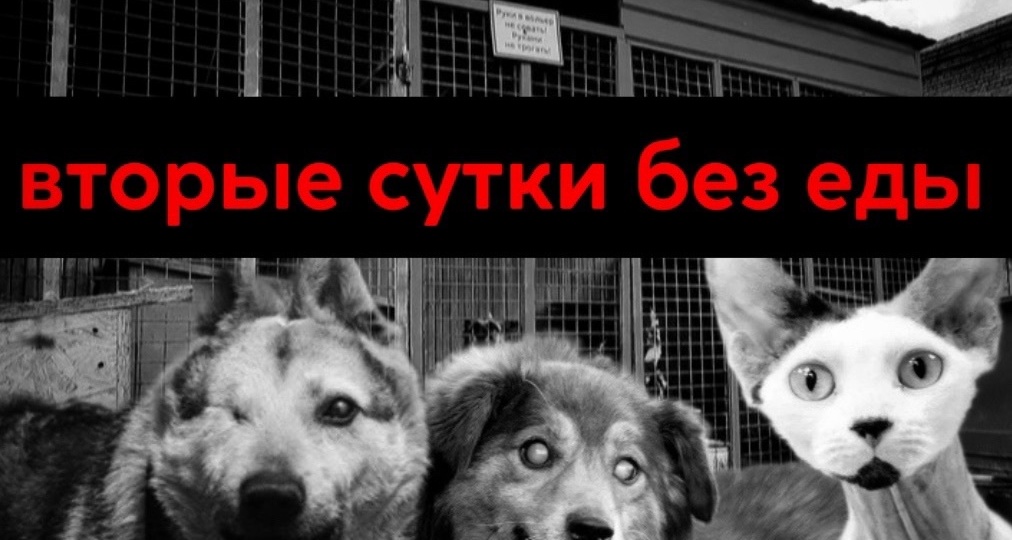 Просто катастрофа, уже СУТКИ собаки сидят ГОЛОДОМ на солнцепеке!