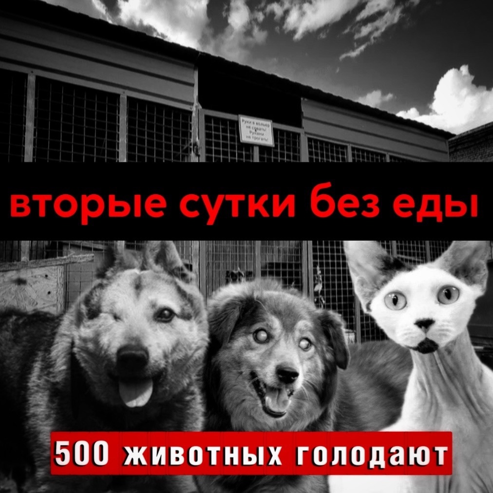 СУТКИ собаки сидят ГОЛОДОМ на солнцепеке! ПОМОГИТЕ!