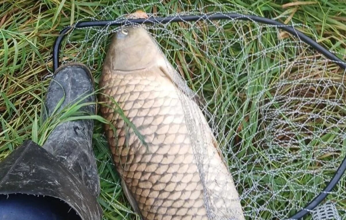    8 гигантских сазанов под 9 кг выловил рыбак в ЕАО и раскрыл секрет успеха