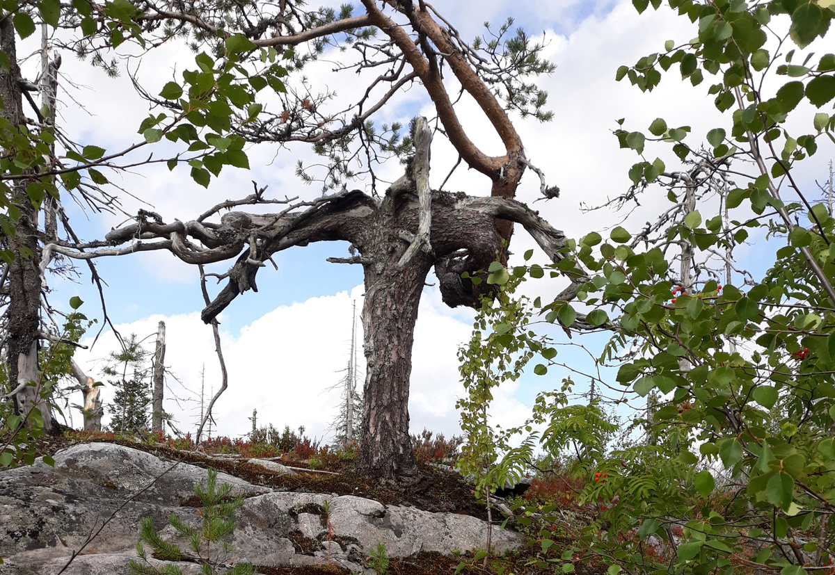 Странные деревья