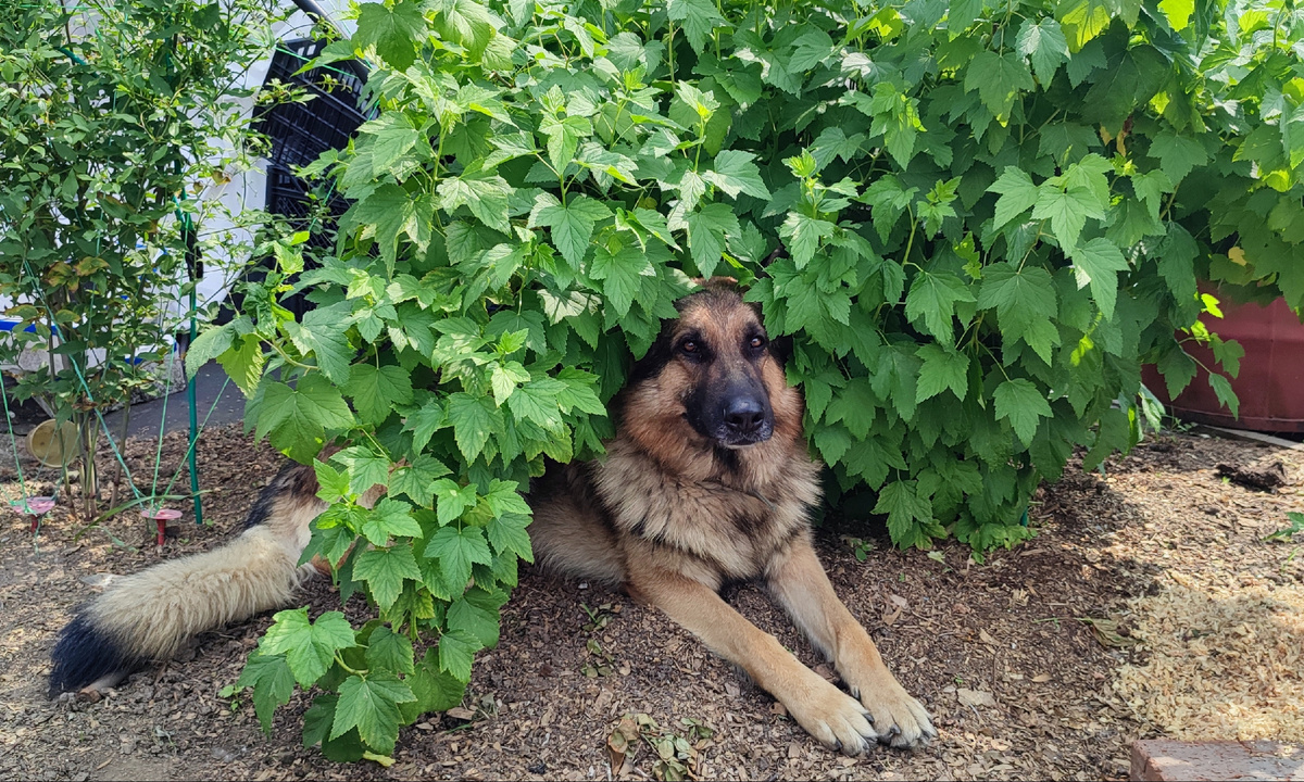 Вот та мой Бося спасается от жары 😊