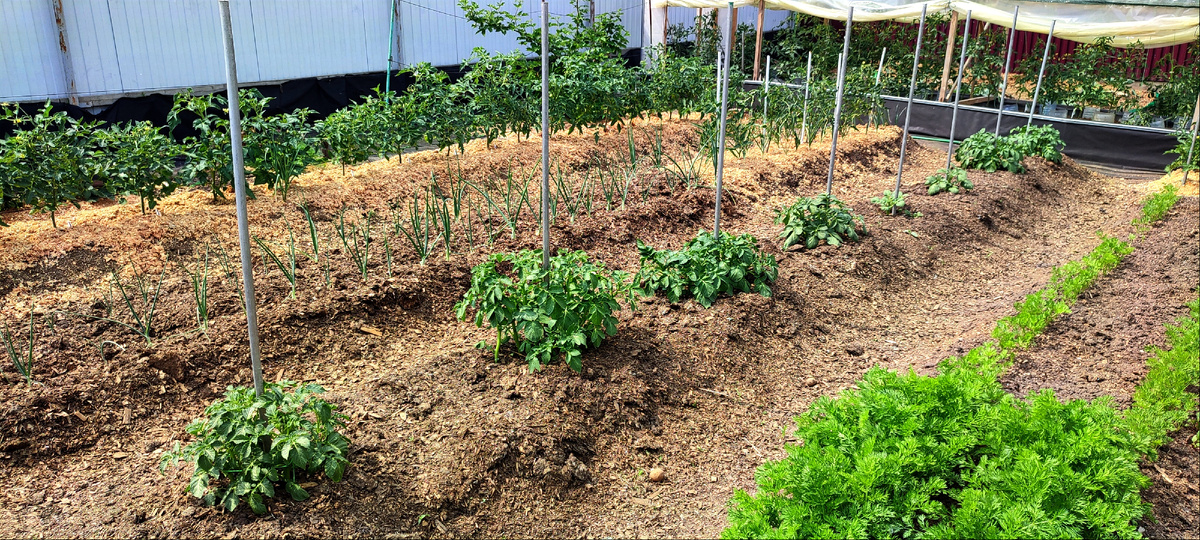 Какие-то кусты уже большие, а какие-то только всходят. Те что большие подвязала, остальные пока не трогаю. 