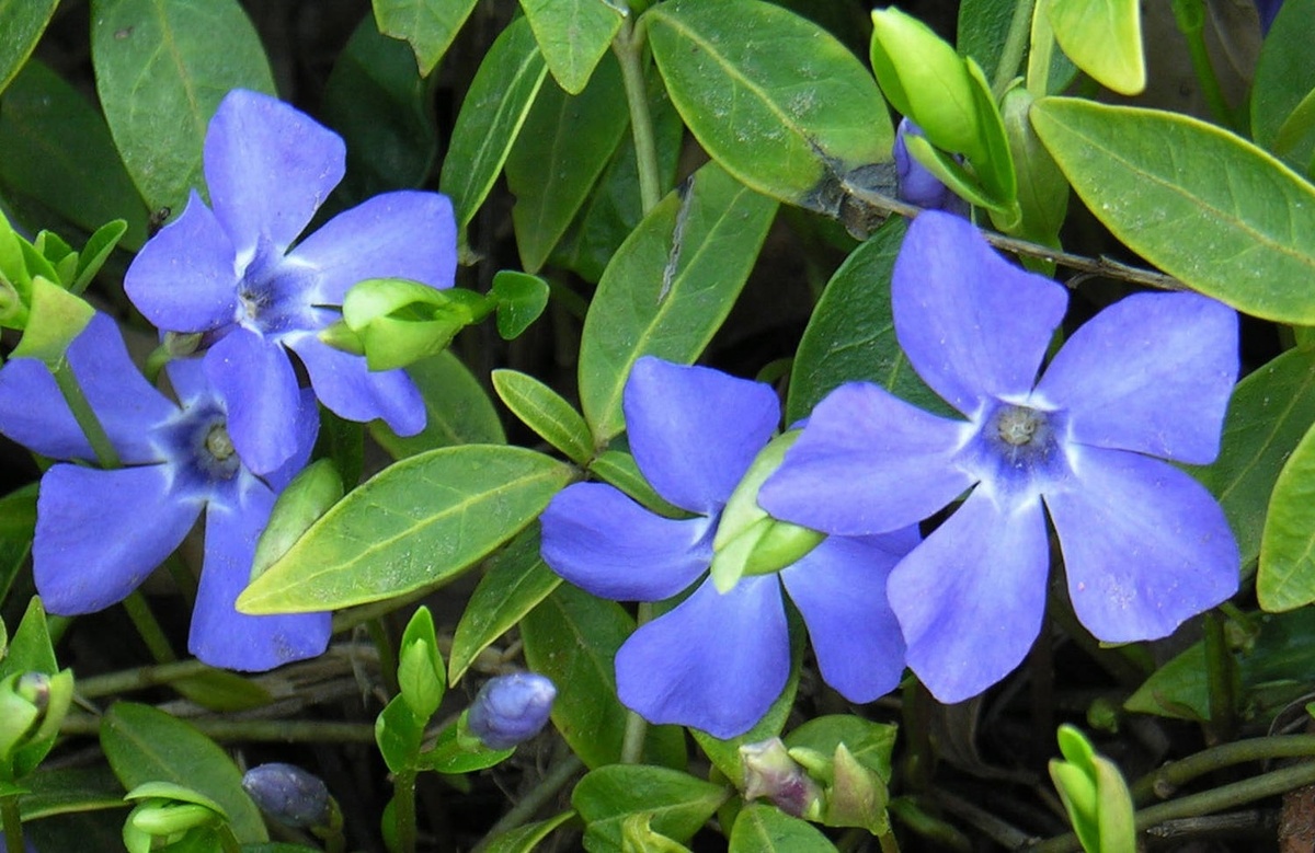 Барвинок вечнозелёное растение .