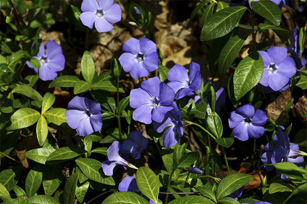 Сохнет мой барвинок ?