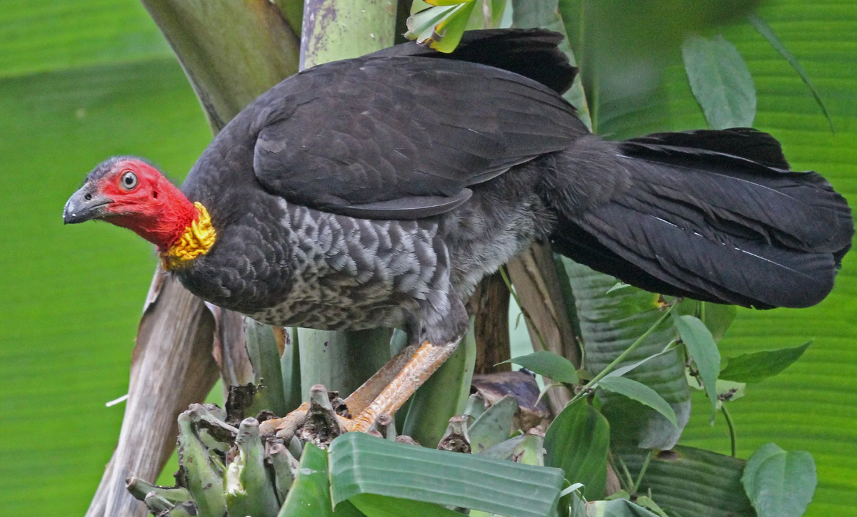 Сорные куры Австралии