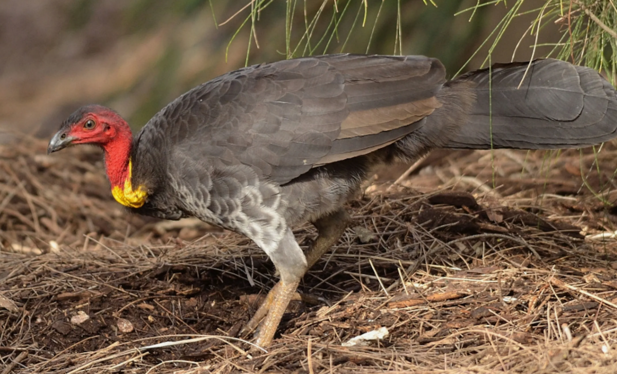 Кустарниковый большеног