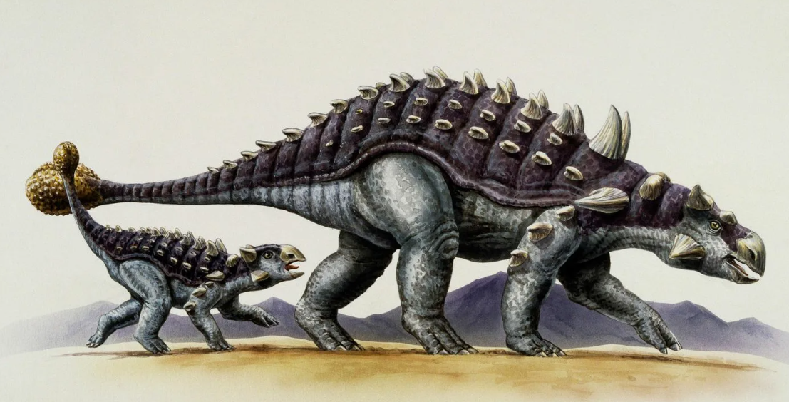 Детеныш Анкилозавра