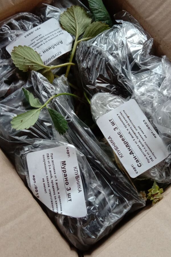 Стаканчики подписаны, с влажным субстратом и отлично упакованы: лежат плотно и не скачут по коробке.