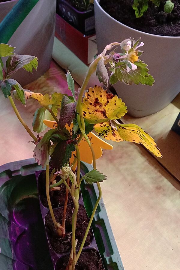 Фото сразу после распаковки заказа.