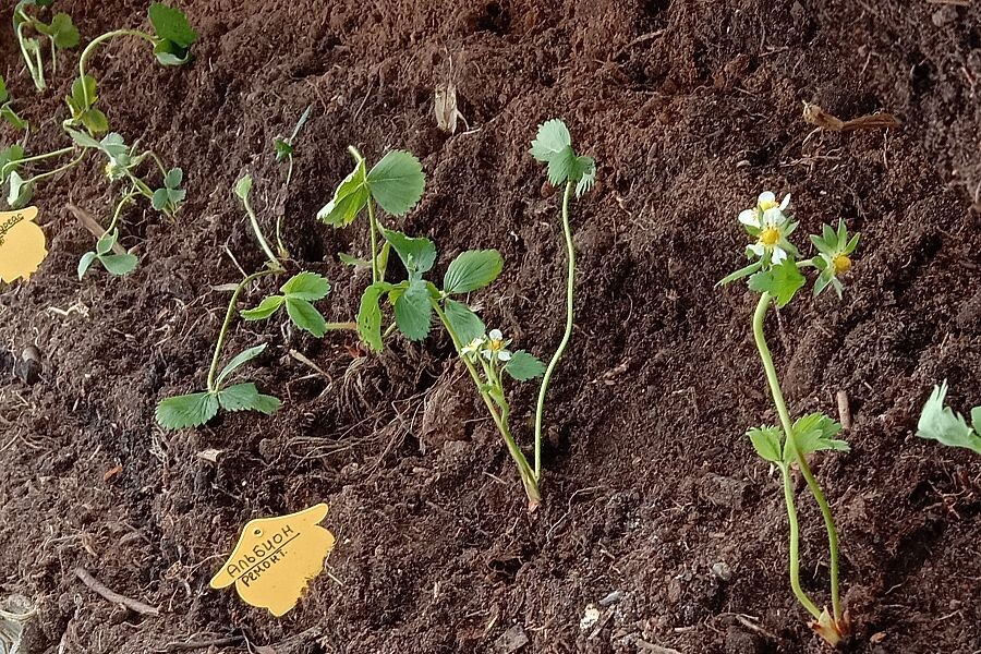 Клубника на грядке после высадки.