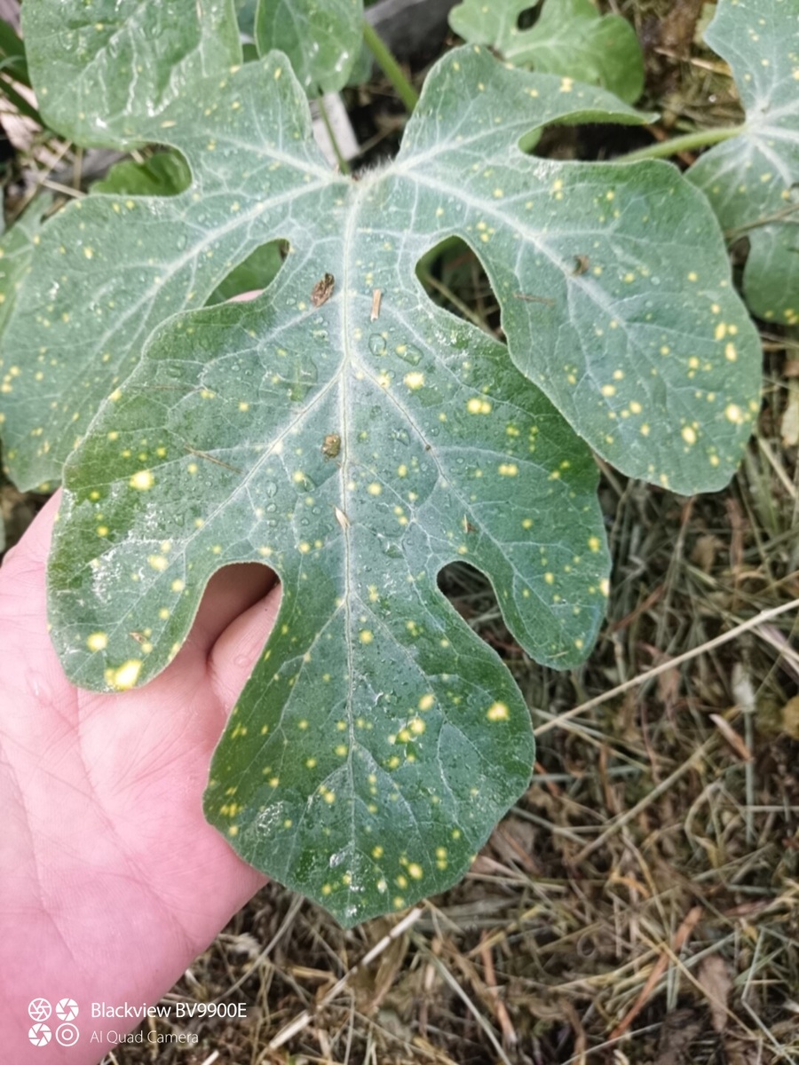 Жёлтые веснушки на листьях звёзды - это так и надо!