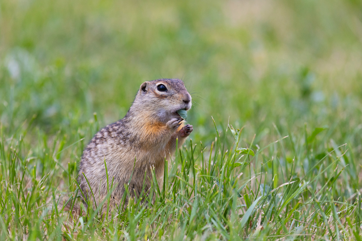 крапчатый суслик, заповедник "Воронинский"