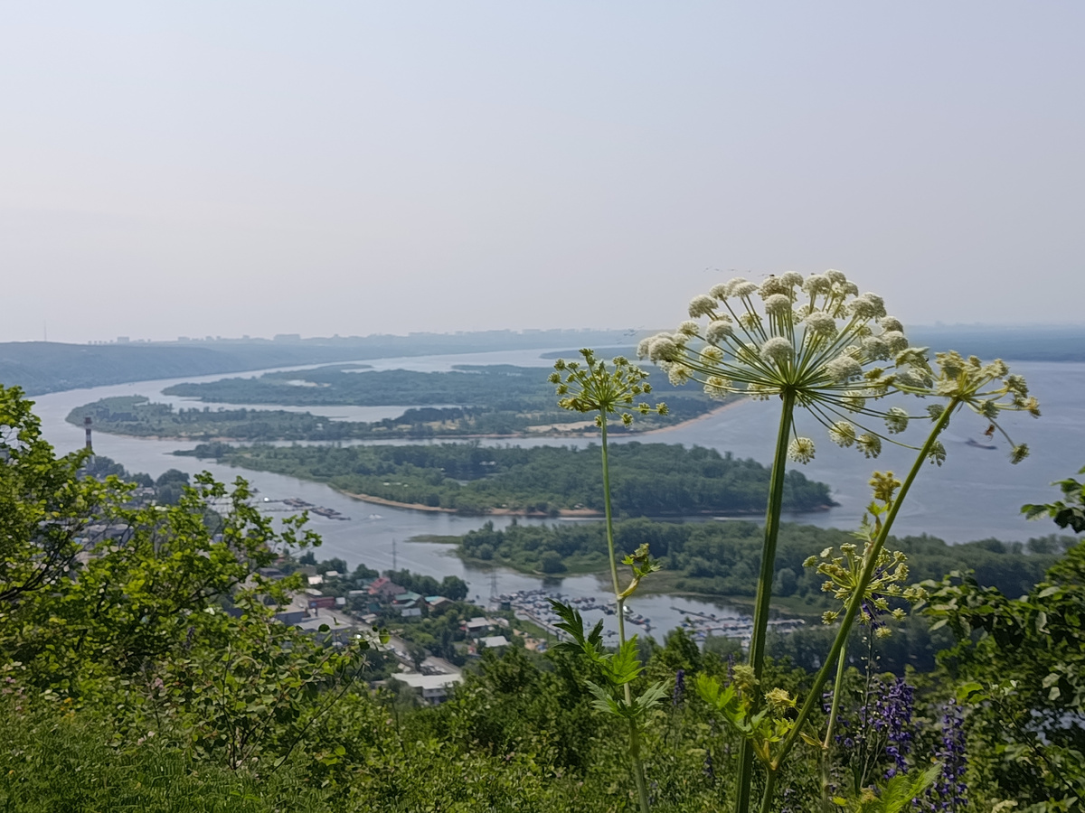 Кажется это Борщевик