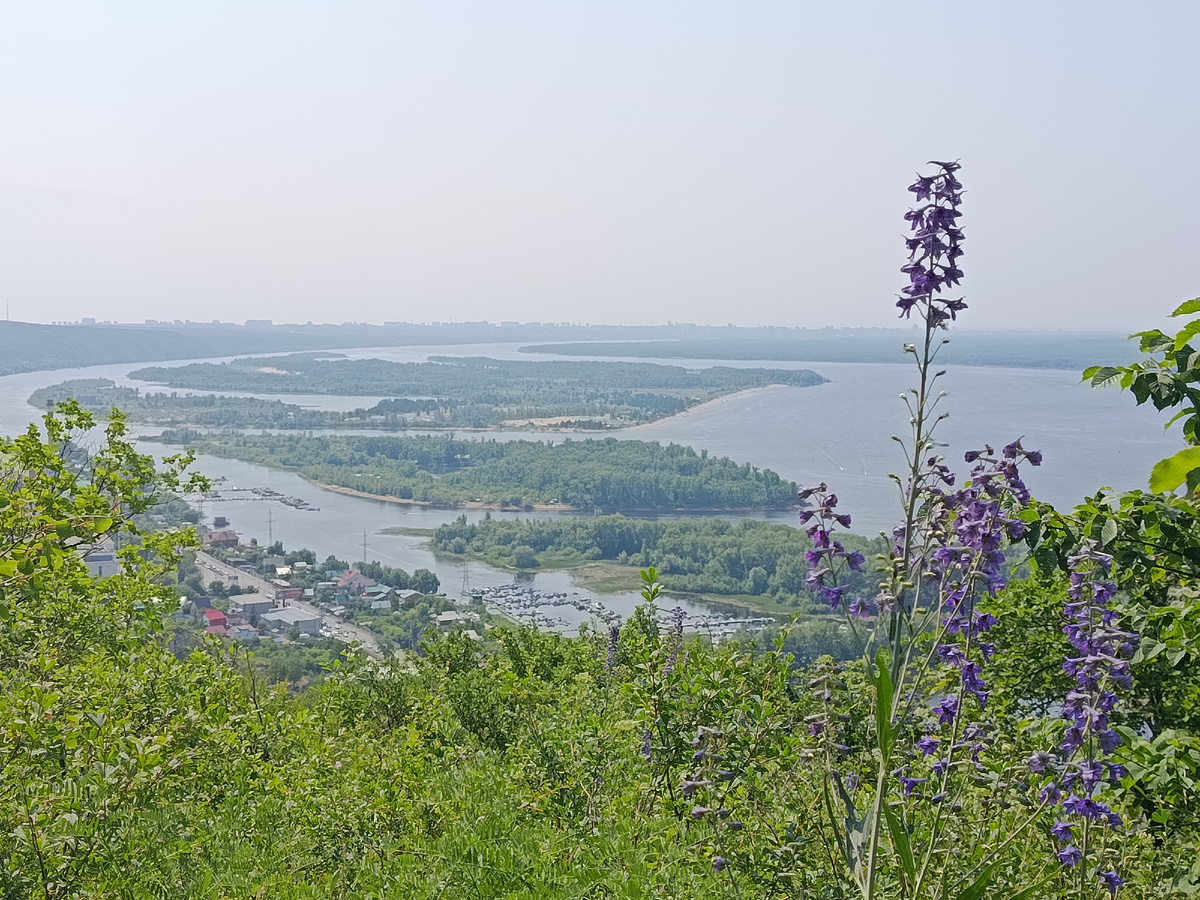 Дельфиниум