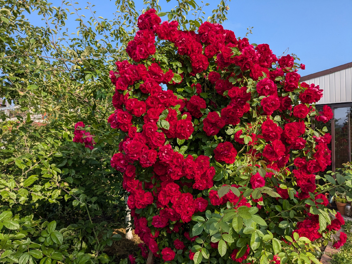 Обелиска не видно, потому что роза выше его и свешивается фонтаном