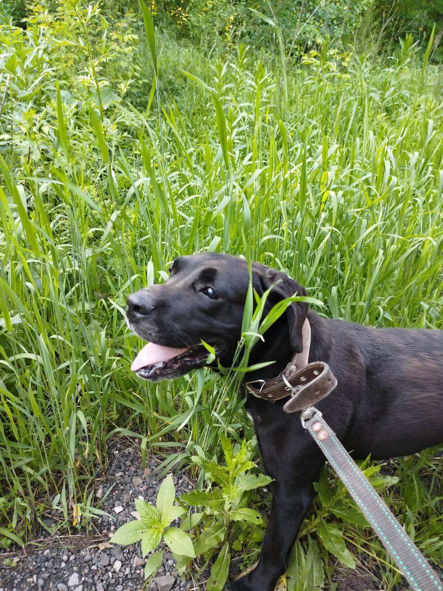 Багира на прогулке