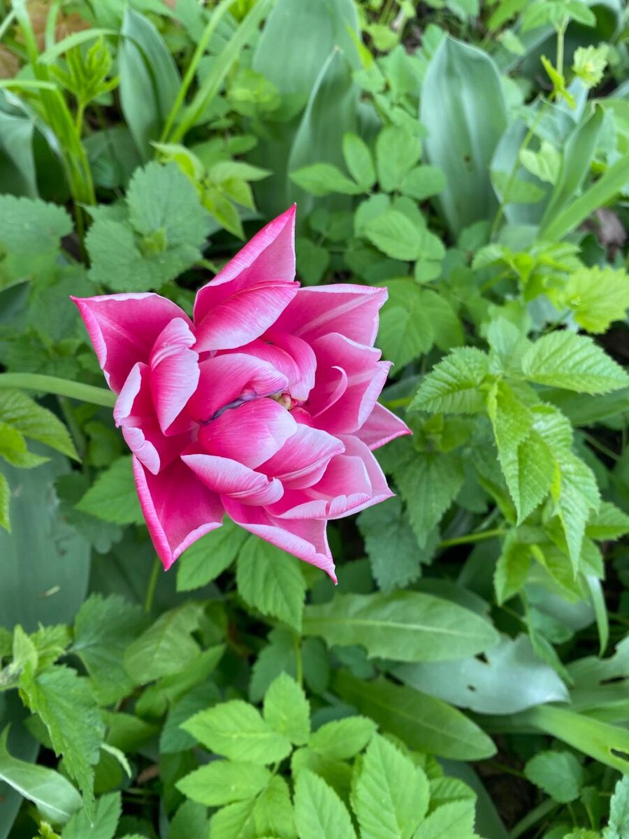 Необычный тюльпан, название забыла) 