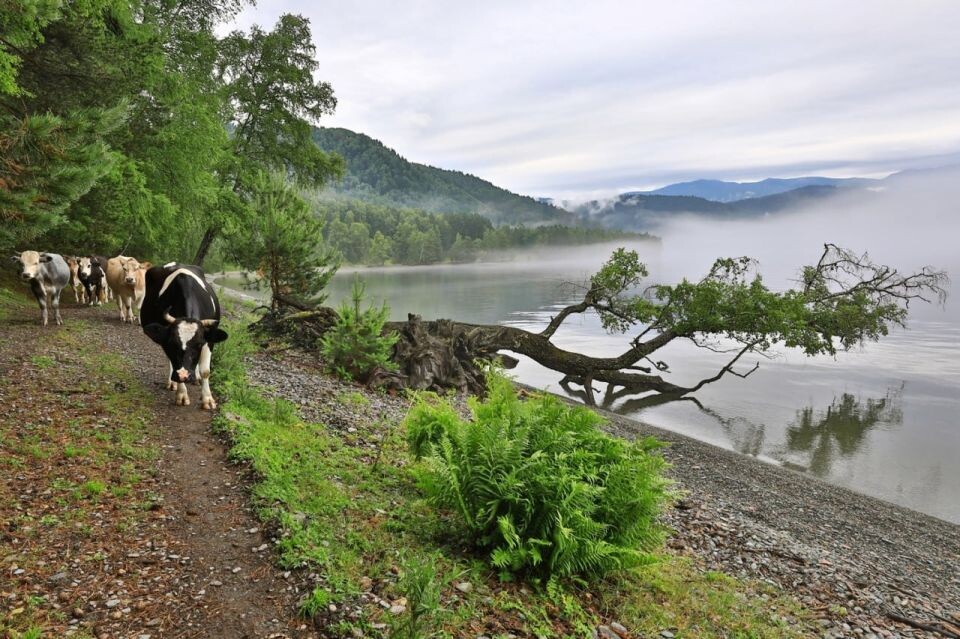    Телецкое озеро. Источник: Александр Лотов