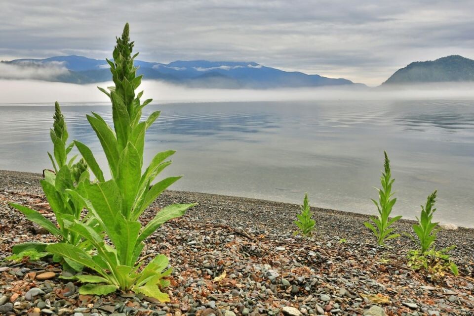    Телецкое озеро. Источник: Александр Лотов