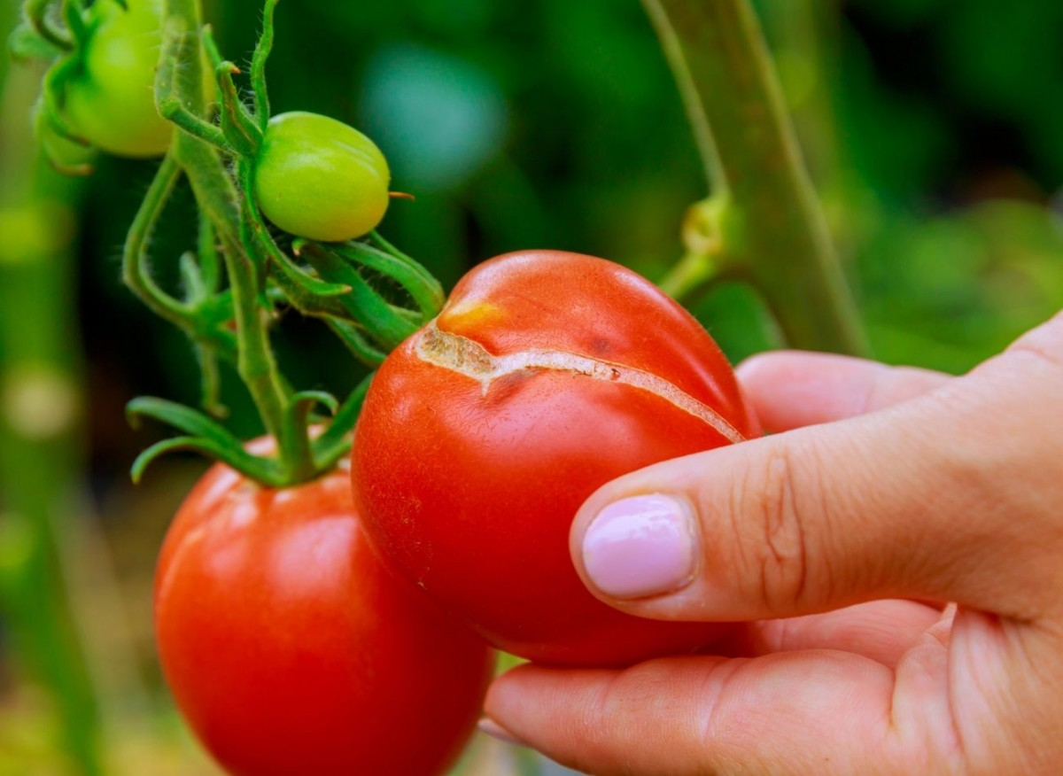 почему помидоры трескаются