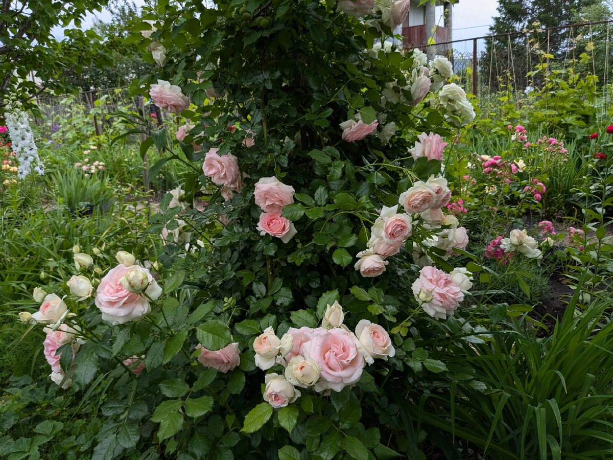 Плетистая роза Pierre de Ronsard