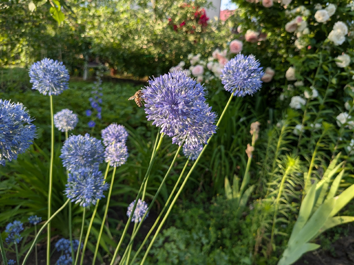 Лук декоративный