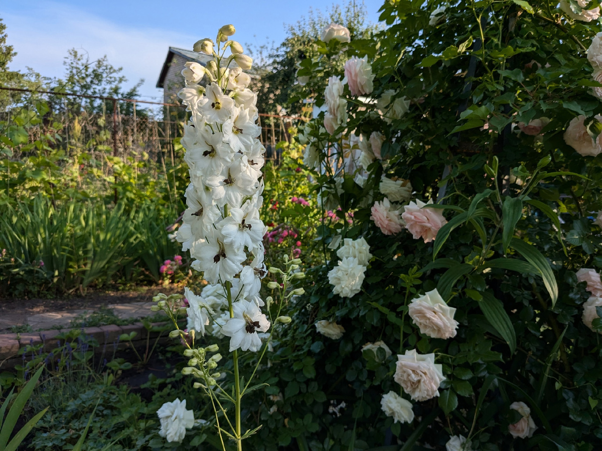 Дельфиниум