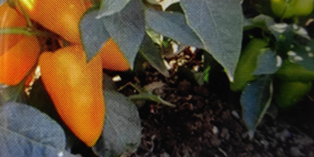 Подкормка перца от А до Я: ответы на спорные вопросы + шпаргалка для дачника