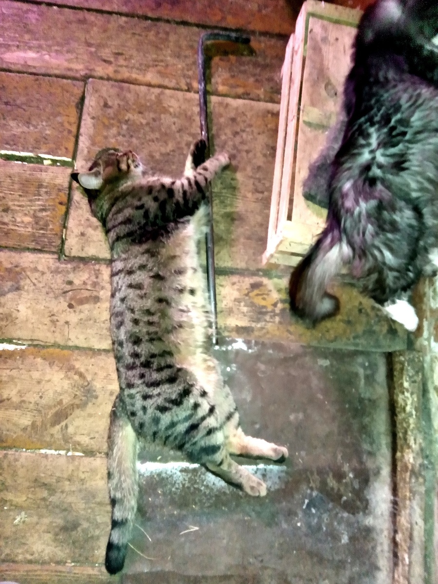 Кот Пират демонстрирует упражнение для двуногих и четвероногих