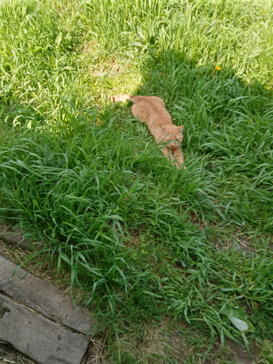 Котик Ян на прогревании. И этот жрет бабочек...