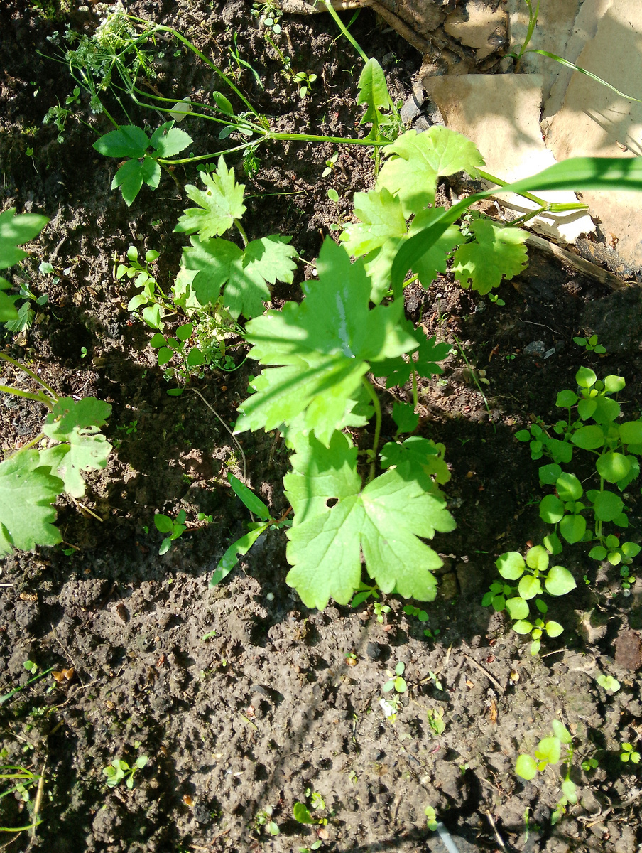 Дельфиниум из семян