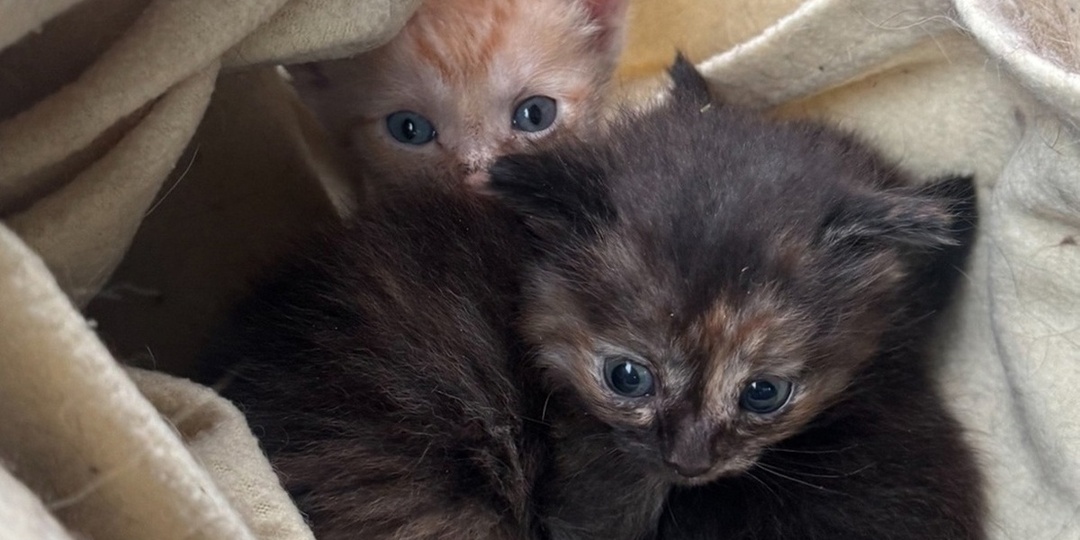 Котят с кошкой-мамой выбросили в коробке в ямальскую тундру